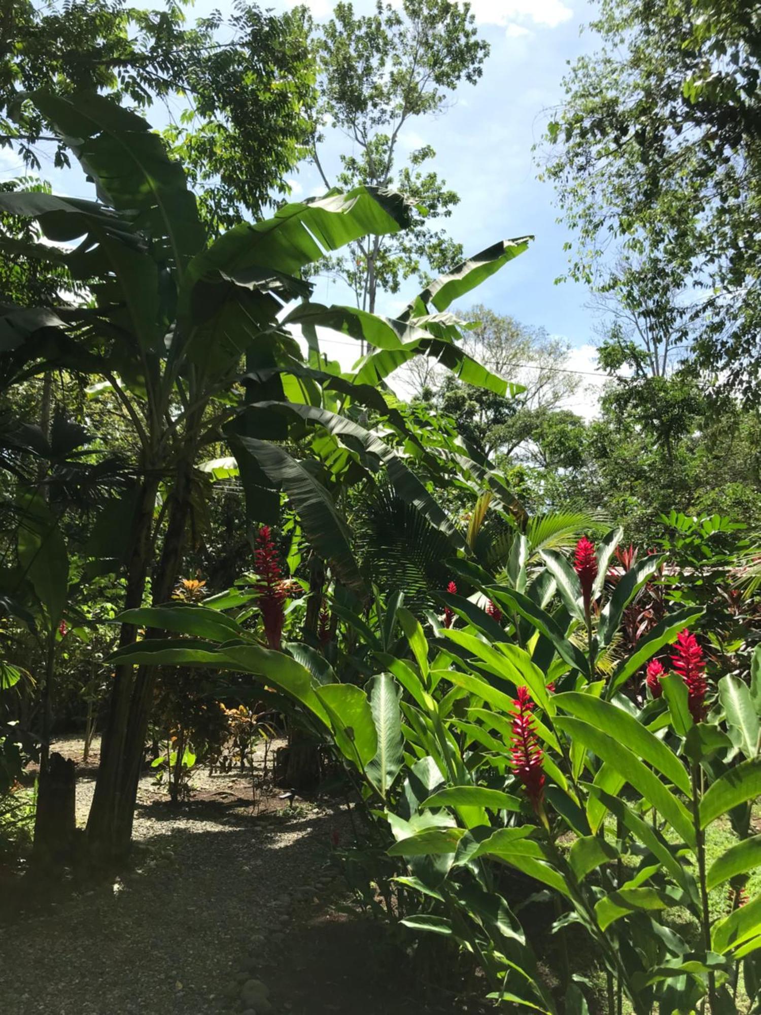 Little Yemanja Bungalow Puerto Viejo de Talamanca المظهر الخارجي الصورة